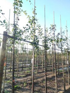 Malus floribunda 6-8 Hoogstam wortelgoed - afbeelding 1