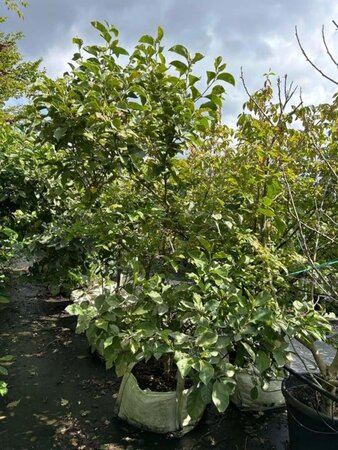 Magnolia 'Genie' 150-175 cm cont. 100L - afbeelding 2