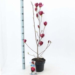 Magnolia 'Genie' 60-80 cm cont. 5,0L - afbeelding 1