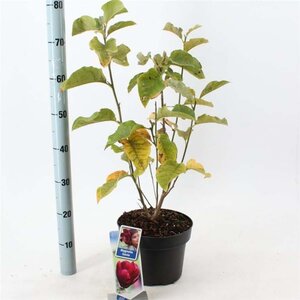 Magnolia 'Genie' 60-80 cm cont. 5,0L - afbeelding 2