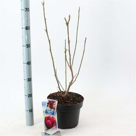 Magnolia 'Genie' 60-80 cm cont. 5,0L - afbeelding 3