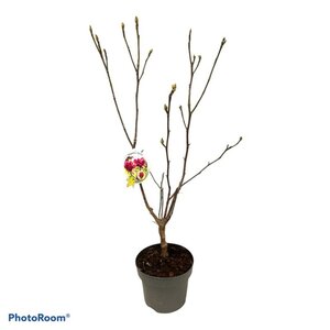 Magnolia 'Genie' 60-80 cm cont. 5,0L - afbeelding 6