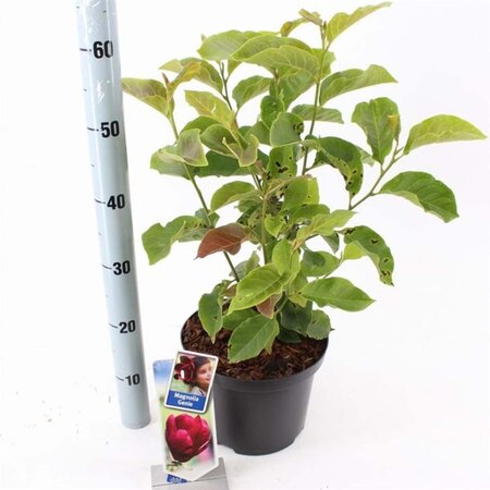 Magnolia 'Genie' 60-80 cm cont. 5,0L - afbeelding 4