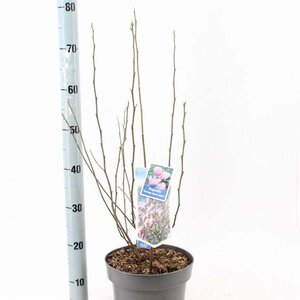 Magnolia 'George Henry Kern' 50-60 cm cont. 5,0L - afbeelding 1