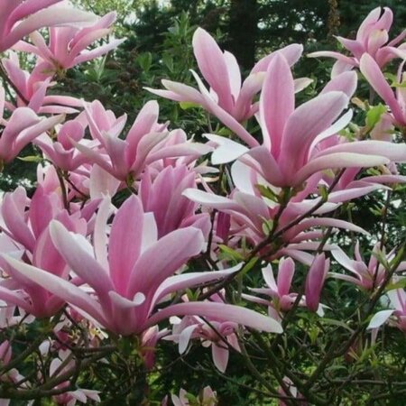 Magnolia 'George Henry Kern' 80-100 cm cont. 7,5L