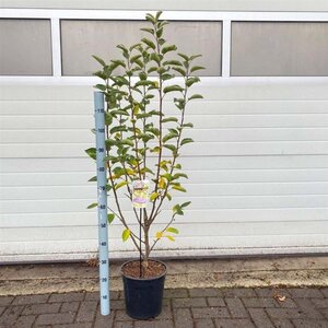 Malus 'Golden Hornet' 100-120 cm cont. 10L - afbeelding 2