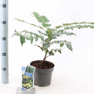 Mahonia japonica 'Hivernant' 30-40 cm cont. 2,0L - afbeelding 1