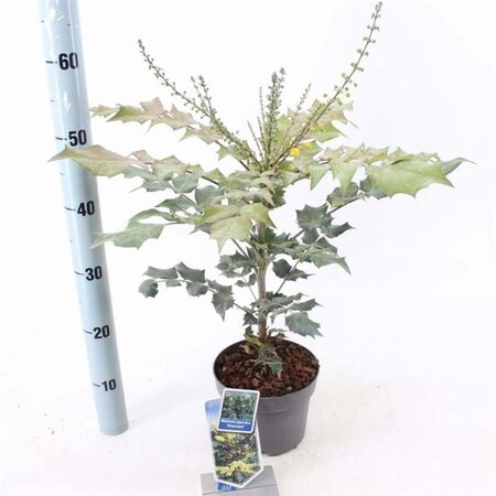 Mahonia japonica 'Hivernant' 30-40 cm cont. 2,0L - afbeelding 2