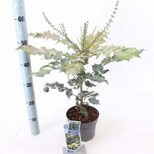 Mahonia japonica 'Hivernant' 30-40 cm cont. 2,0L - afbeelding 2