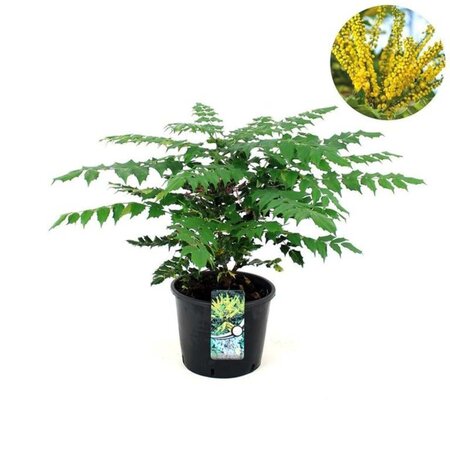 Mahonia japonica 'Hivernant' 50-60 cm cont. 12L