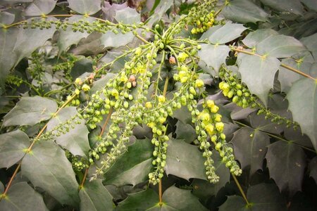 Mahonia japonica 'Hivernant' 60-80 cm met kluit - afbeelding 9