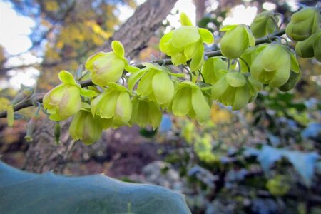 Mahonia japonica 'Hivernant' 60-80 cm met kluit - afbeelding 8