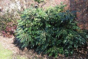 Mahonia japonica 'Hivernant' 60-80 cm met kluit - afbeelding 5