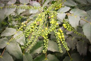 Mahonia japonica 'Hivernant' 80-100 cm met kluit - afbeelding 9