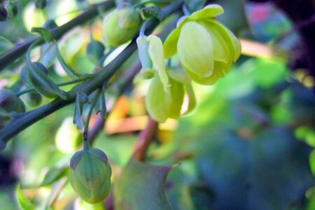 Mahonia japonica 'Hivernant' 80-100 cm met kluit - afbeelding 2