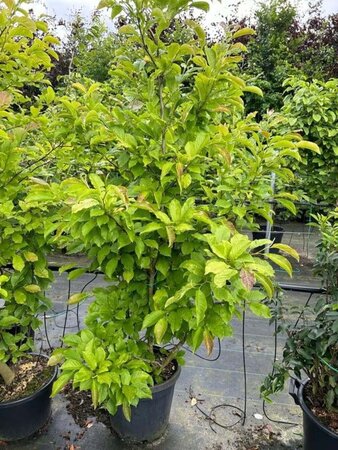 Magnolia kobus 125-150 cm cont. 20L - afbeelding 3