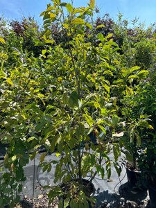 Magnolia kobus 125-150 cm cont. 20L - afbeelding 1