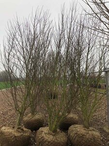 Magnolia kobus 300-350 cm cont. 375L meerstammig - afbeelding 1