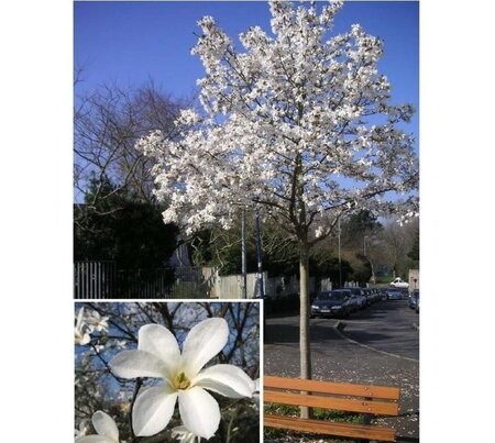 Magnolia kobus 6-8 cm met kluit geveerd - afbeelding 1