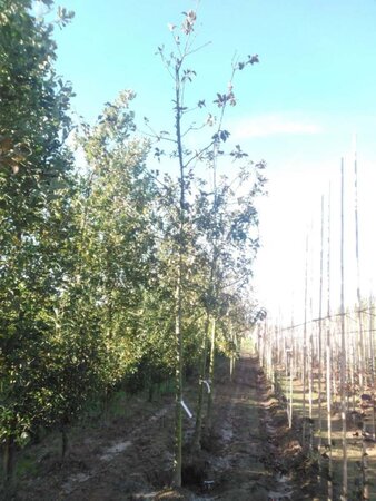 Malus 'Lemoinei' 20-25 Hoogstam draadkluit 3 X verplant