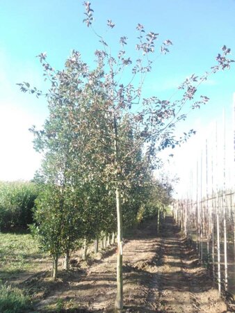 Malus 'Lemoinei' 25-30 Hoogstam draadkluit 3 X verplant