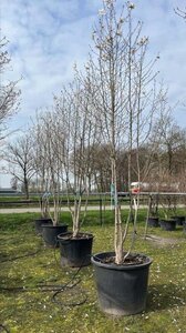 Magnolia loebneri 'Merrill' 350-400 cm draadkluit meerstammig - afbeelding 1