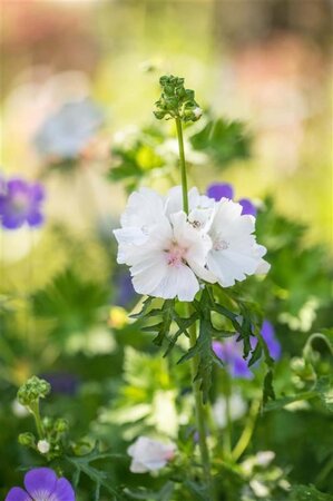 Malva moschata 'Alba' geen maat specificatie 0,55L/P9cm - afbeelding 1