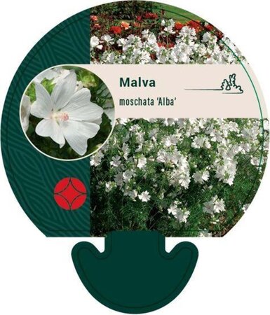 Malva moschata 'Alba' geen maat specificatie 0,55L/P9cm - afbeelding 2