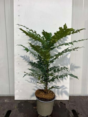 Mahonia media 'Charity' 30-40 cm cont. 3,0L