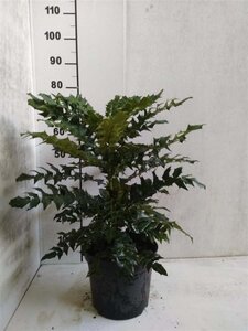 Mahonia media 'Charity' 30-40 cm met kluit