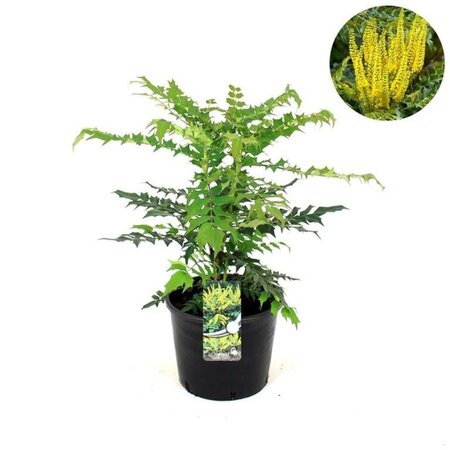 Mahonia media 'Charity' 50-60 cm cont. 12L