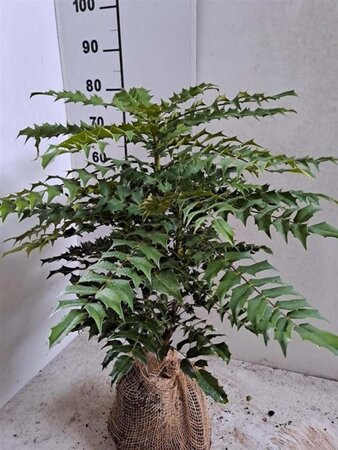 Mahonia media 'Charity' 50-60 cm met kluit