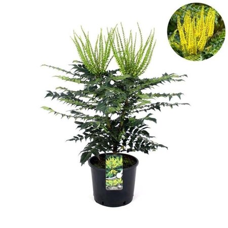 Mahonia media 'Charity' 60-80 cm cont. 12L