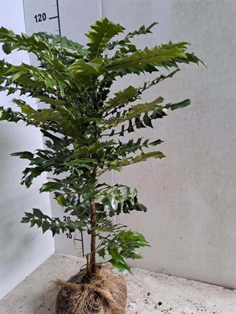 Mahonia media 'Charity' 60-80 cm met kluit - afbeelding 1