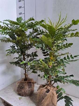 Mahonia media 'Charity' 60-80 cm met kluit - afbeelding 2