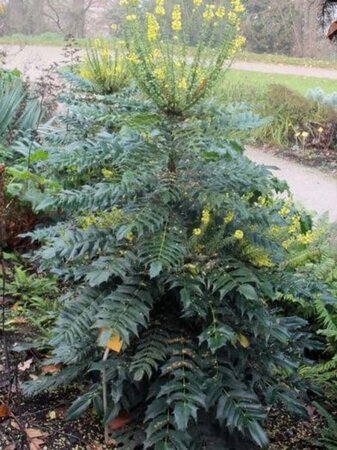 Mahonia media 'Charity' 80-100 cm met kluit - afbeelding 1