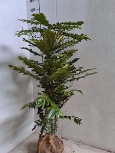 Mahonia media 'Charity' 80-100 cm met kluit - afbeelding 4