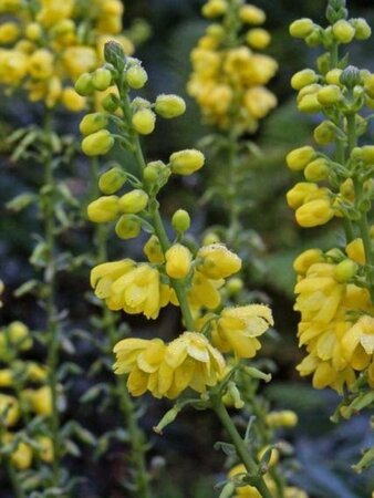 Mahonia media 'Charity' 80-100 cm met kluit - afbeelding 3