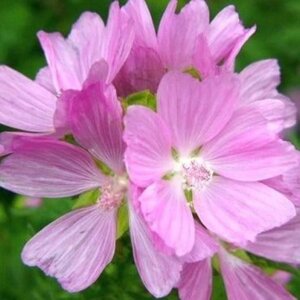 Malva moschata 'Rosea' geen maat specificatie 0,55L/P9cm - afbeelding 1