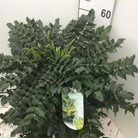 Mahonia media 'Winter Sun' 50-60 cm cont. 12L - afbeelding 1