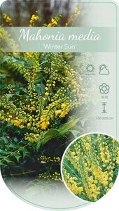 Mahonia media 'Winter Sun' 50-60 cm cont. 12L - afbeelding 3