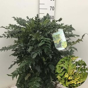 Mahonia media 'Winter Sun' 50-60 cm cont. 12L - afbeelding 4