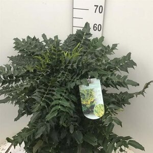 Mahonia media 'Winter Sun' 50-60 cm cont. 12L - afbeelding 5