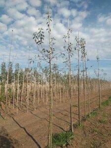 Malus 'Professor Sprenger' 10-12 Hoogstam wortelgoed - afbeelding 1