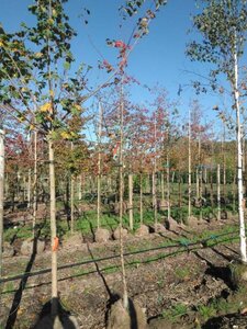 Malus 'Professor Sprenger' 8-10 Hoogstam draadkluit