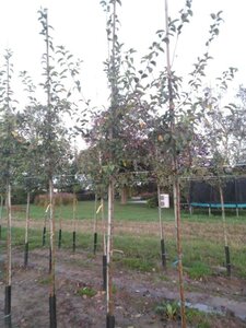 Malus 'Professor Sprenger' 8-10 Hoogstam wortelgoed - afbeelding 2