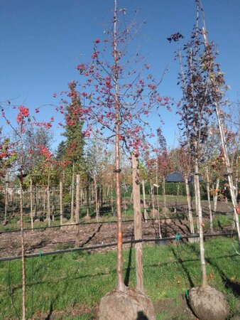 Malus 'Red Sentinel' 18-20 Hoogstam draadkluit 3 X verplant - afbeelding 2