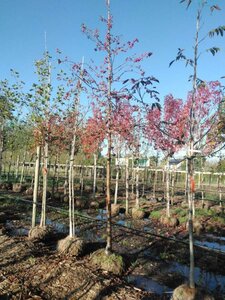 Malus 'Red Sentinel' 18-20 Hoogstam draadkluit 3 X verplant - afbeelding 1