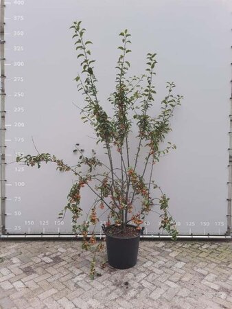 Malus 'Red Sentinel' 200-225 cm draadkluit meerstammig - afbeelding 1