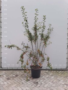 Malus 'Red Sentinel' 200-225 cm draadkluit meerstammig - afbeelding 3